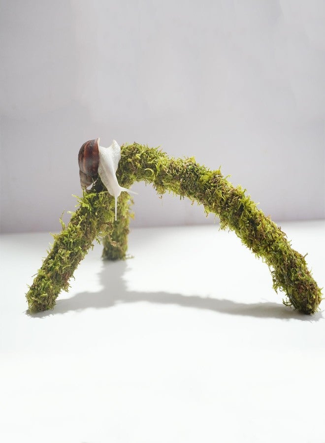 Begeterday 12 Inch Pet Snail Climbing Toys, Ideal Snail Terrarium Accessories, Perfect for Pet Snails That Like to Climb - Image 4